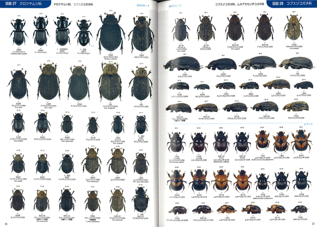 日本未入荷 日本産コガネムシ上科標準図鑑 = scarab… of standard The 